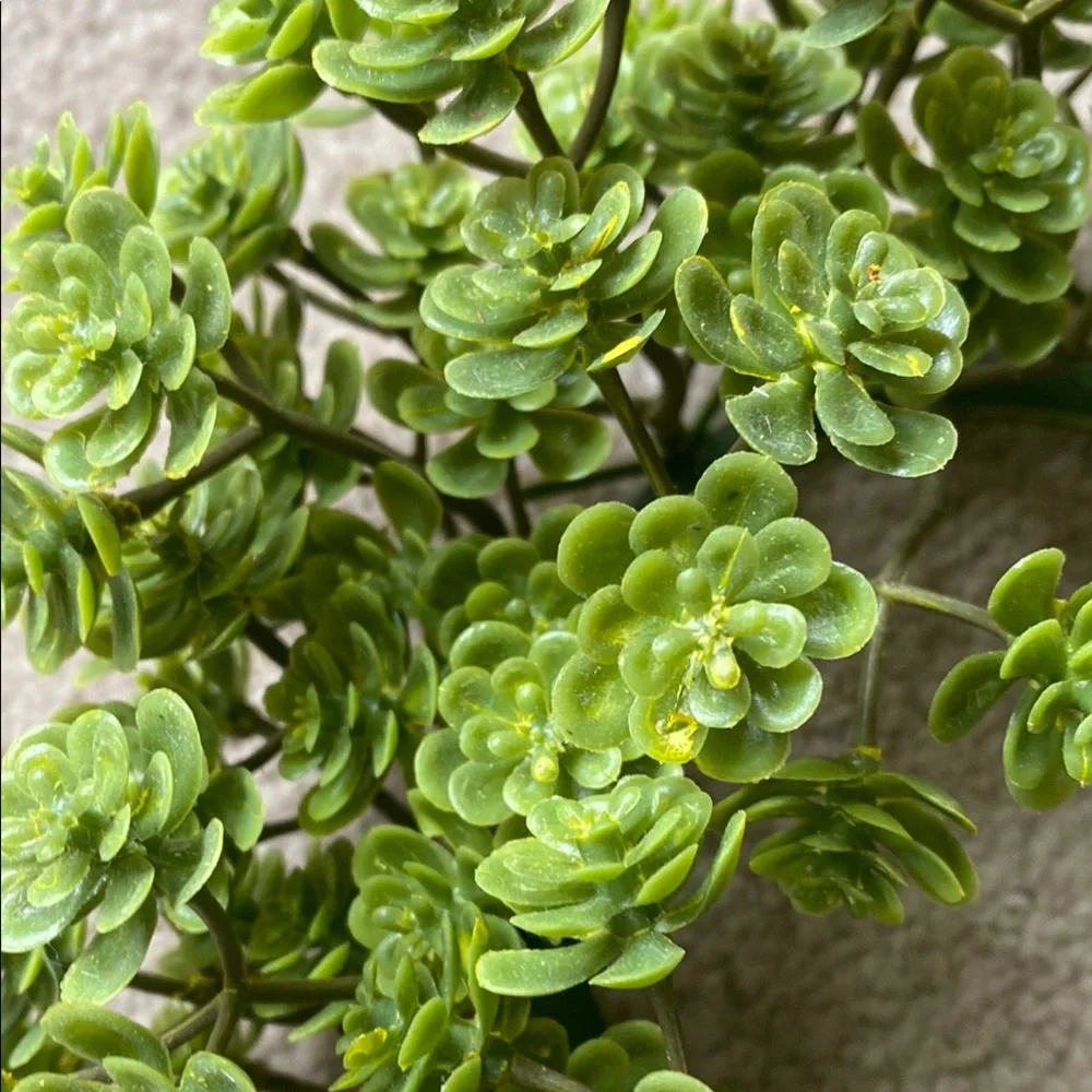 Green Succulent Wreath